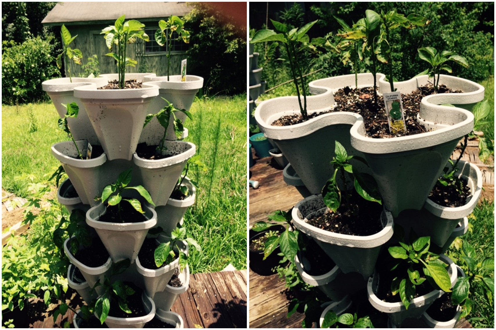 Hot Peppers & Bell Peppers Growing In Stacky